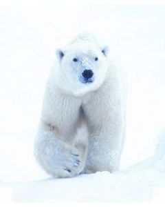 Polar bear (ijsbeer)
