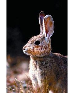 Rabbit (konijn)