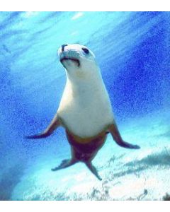 Seal (zeehond)
