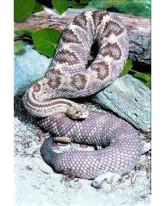 Snake (slang)