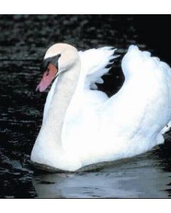 Swan (zwaan)