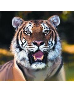 Tiger (tijger)