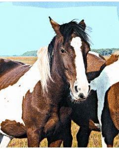 Animal Essences Wild horse (wild paard) 30 ml