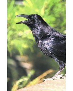 Raven (raaf)