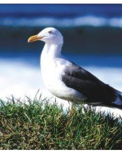 Seagull (zeemeeuw)