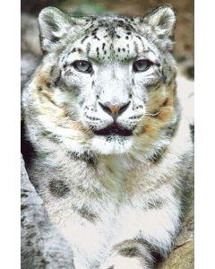 Snow leopard (sneeuwluipaard)