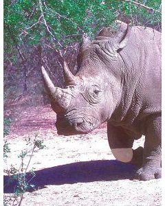 White rhinoceros (witte neushoorn)